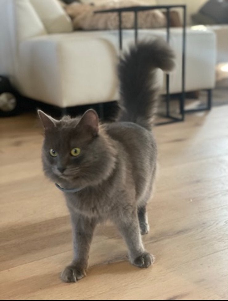 Prachtige zilvergrijze Nebelung kater zoekt gouden thuis, 0 tot 2 jaar