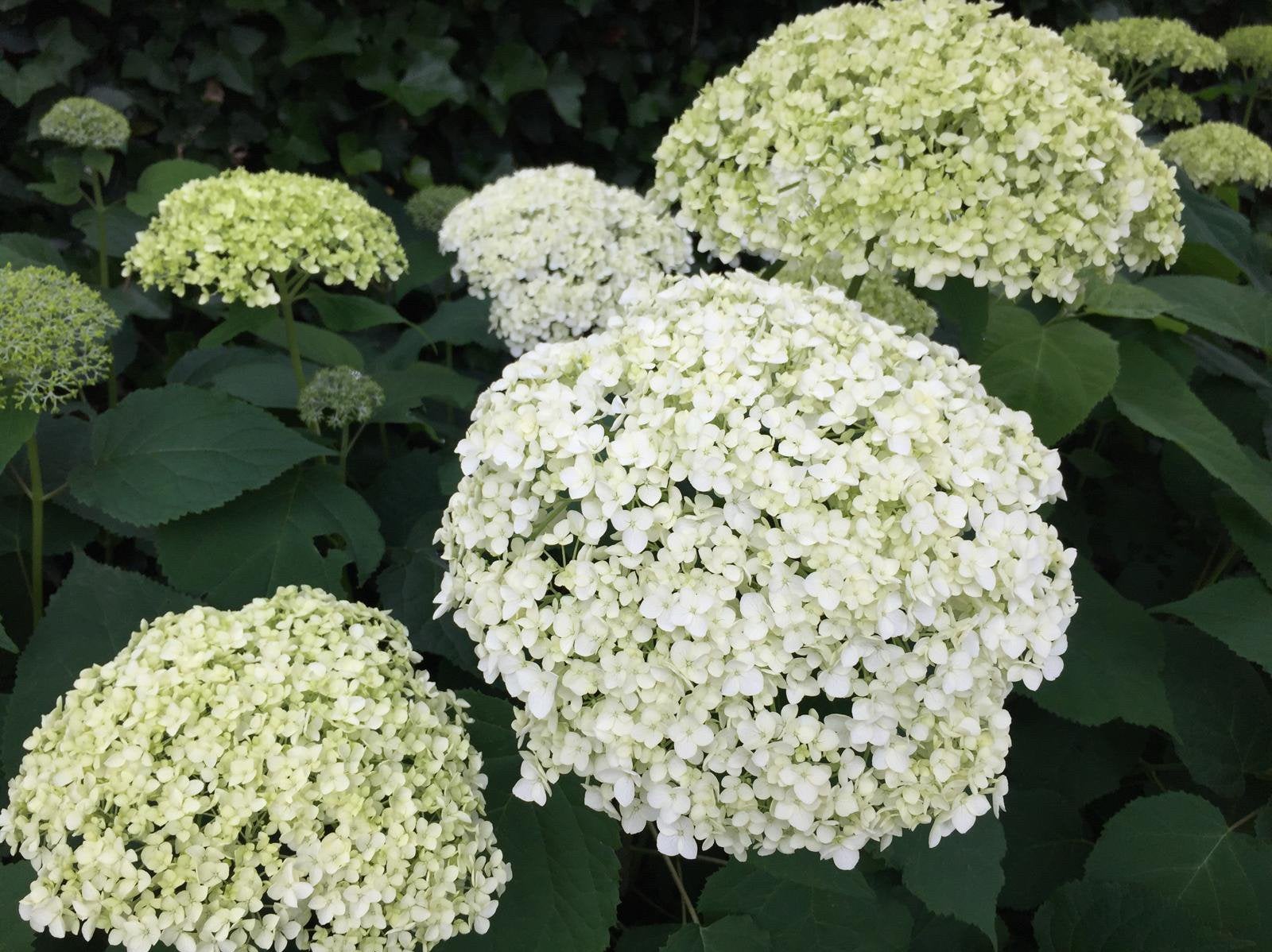 ‼️ ❤️ Hortensia Annabelle Wit ❤️, Ophalen, Hortensia, Struik, Minder dan 100 cm