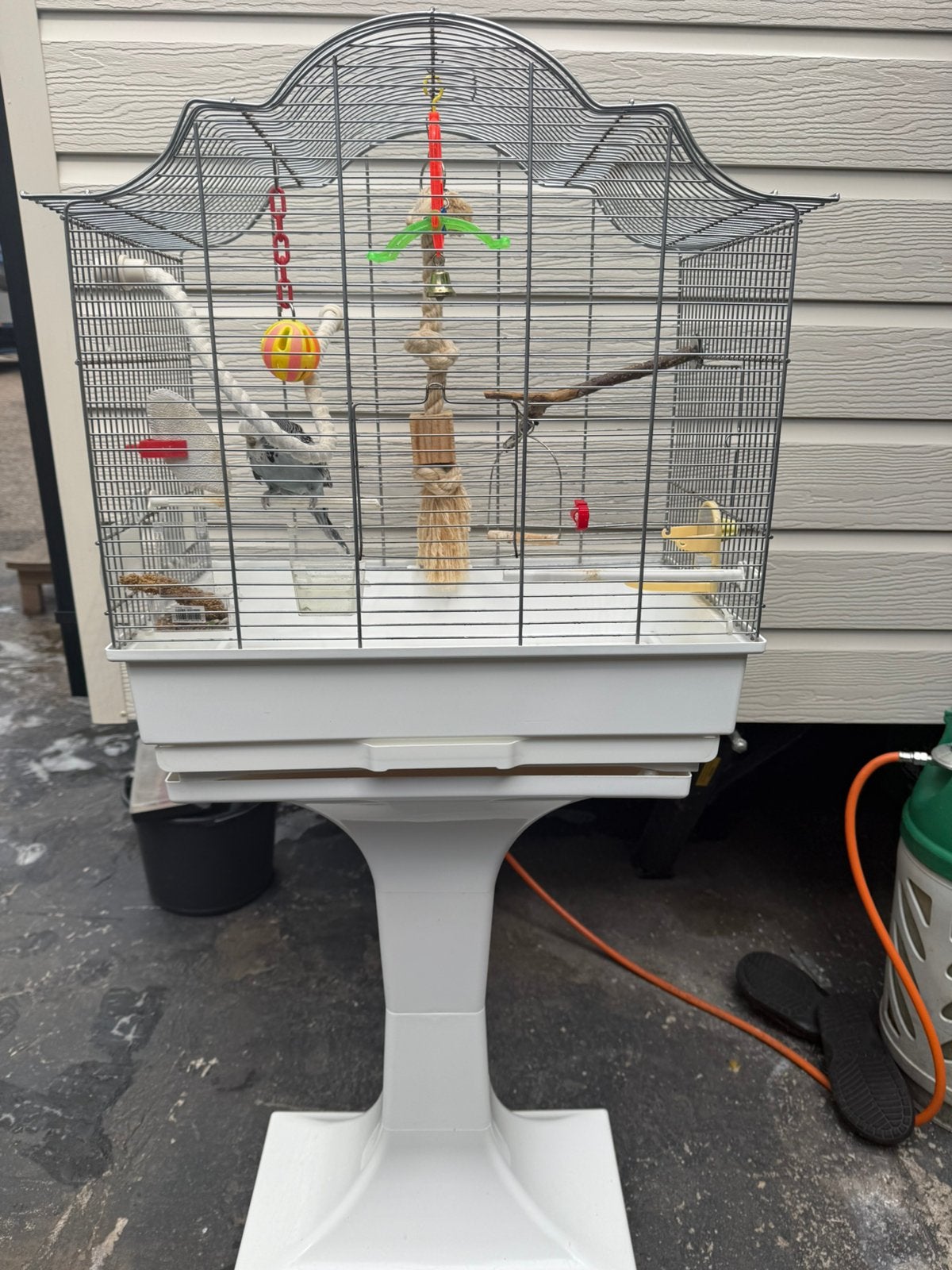 grasparkiet (budgerigar) Parkiet inclusief kooi, Ophalen, Zo goed als nieuw, Hout, Vogelkooi