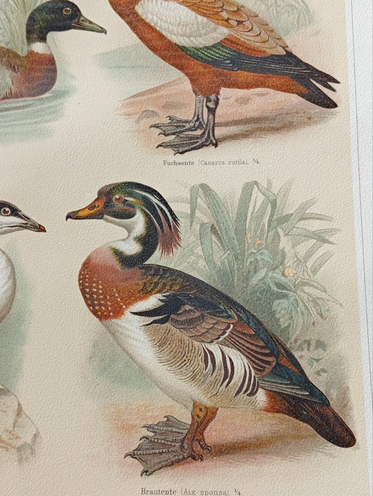 Lithografie Eenden uit 1895, Ophalen of Verzenden, Voor 1940, Gebruikt, Overige onderwerpen