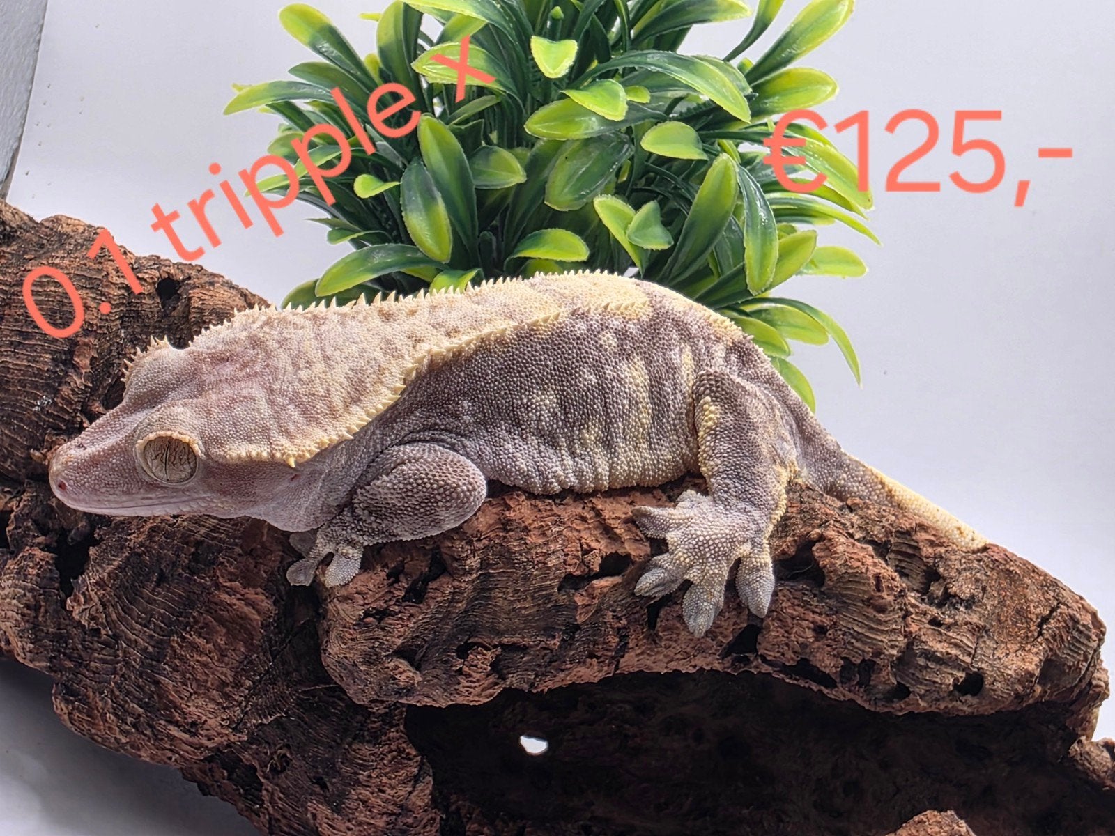 wimpergekko- crested gecko- Correlophus ciliatus Crested Gecko photo 4