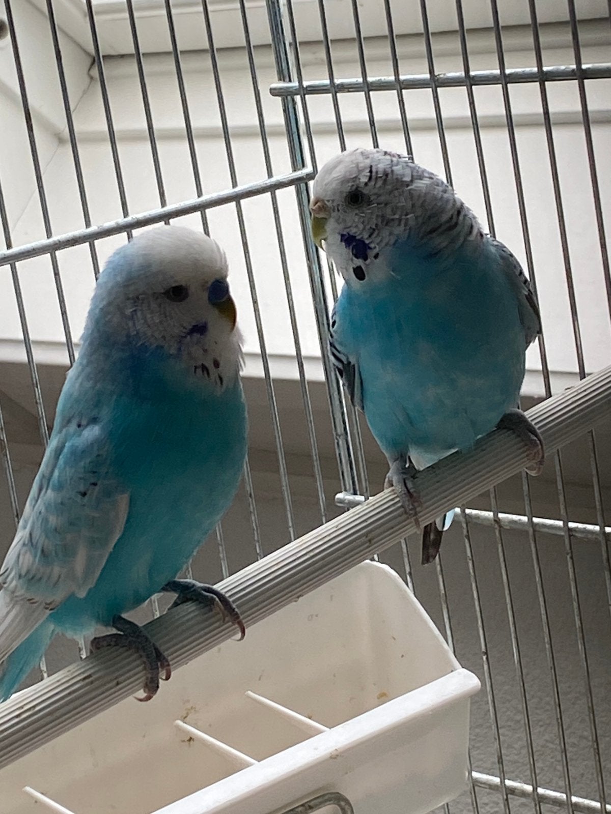 Mooi koppeltje blauwe parkieten, Dieren en Toebehoren, Vogels | Parkieten en Papegaaien, Meerdere dieren, Parkiet