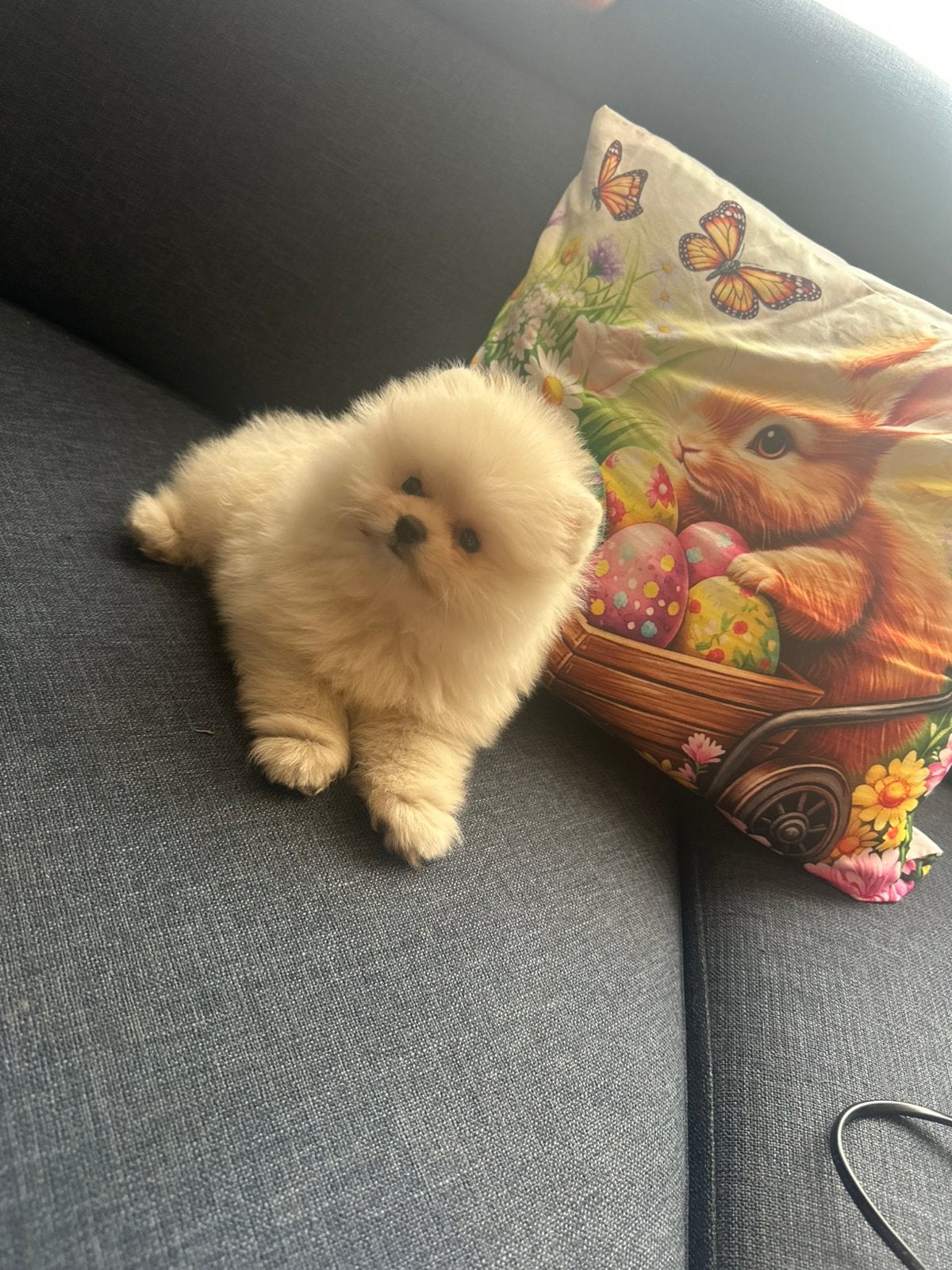 pomeranian puppy teefje, Dieren en Toebehoren, Honden | Niet-rashonden, Particulier, Rabiës (hondsdolheid), 15 weken tot 1 jaar