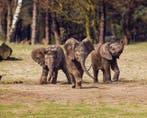 2 kaartjes Beekse Bergen, Tickets en Kaartjes, Twee personen, Ticket of Toegangskaart