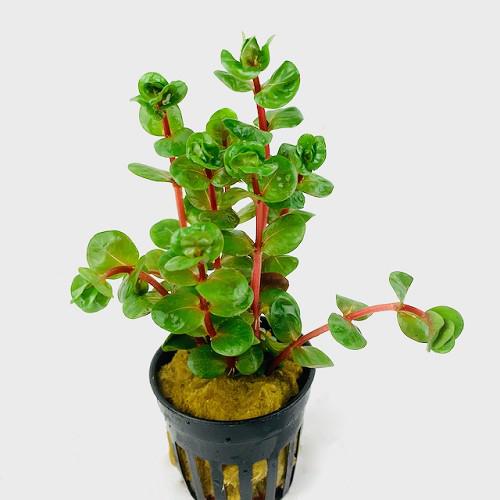 Rotala Rotundifolia 'Orange Juice, Dieren en Toebehoren, Vissen | Aquaria en Toebehoren, Ophalen of Verzenden, Zo goed als nieuw