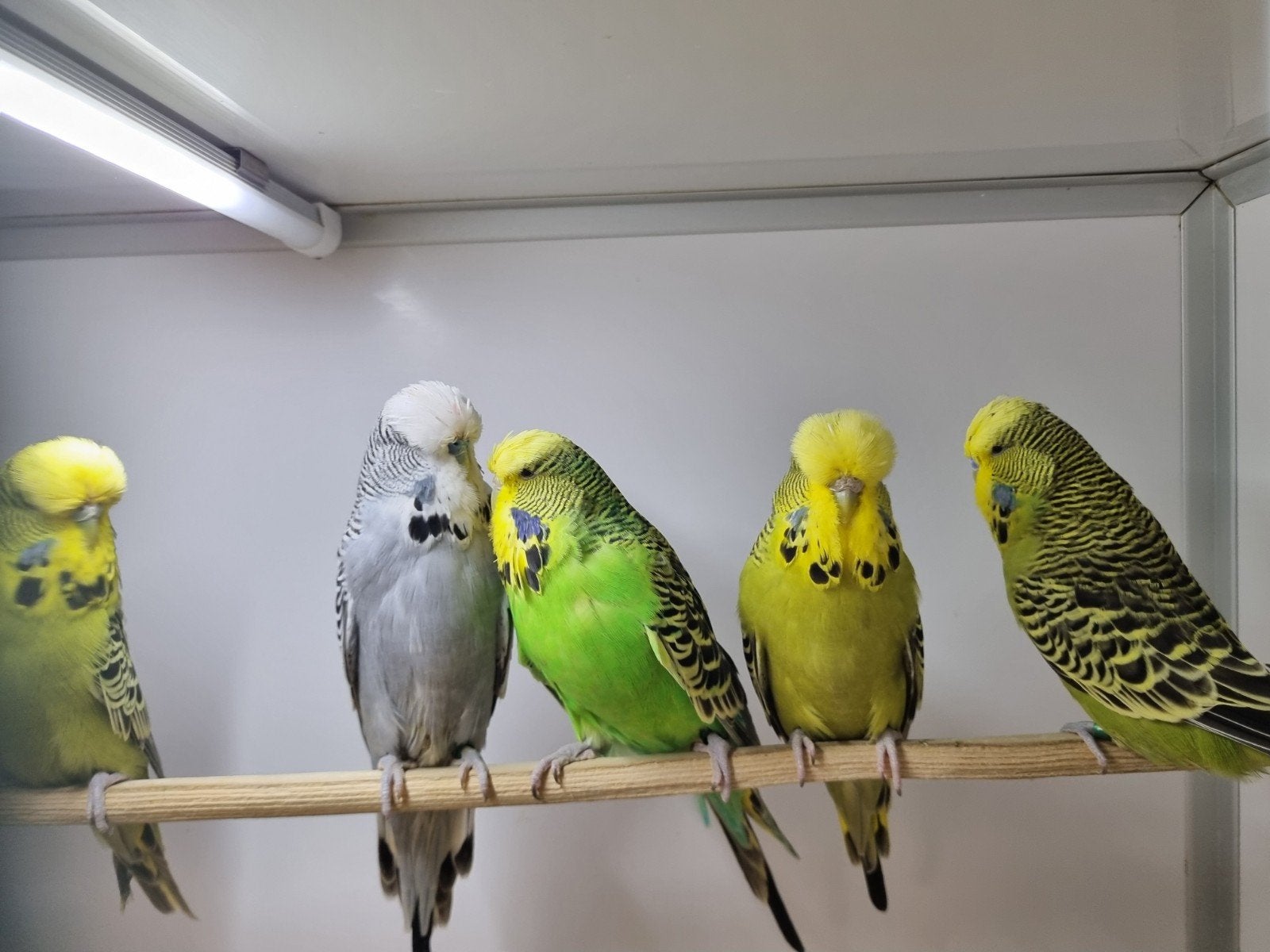 vrijdag en zaterdag inkoop/ verkoop van veel soorten vogels, Meerdere dieren, Parkiet