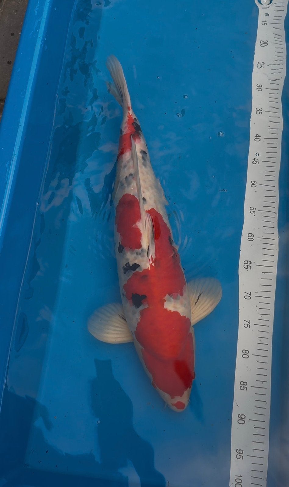 Japanse koi karper Sanke incl certificaat, Karper of Koi