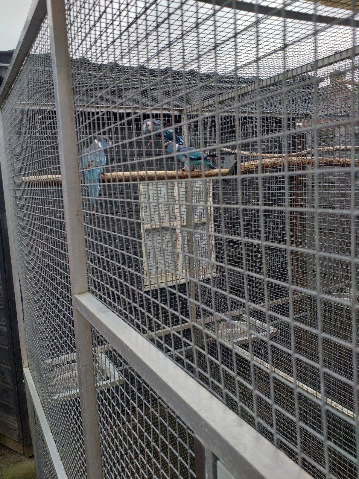 Blauwe Barnard parkiet 3  van Dit jaar, Dieren en Toebehoren, Geslacht onbekend, Parkiet