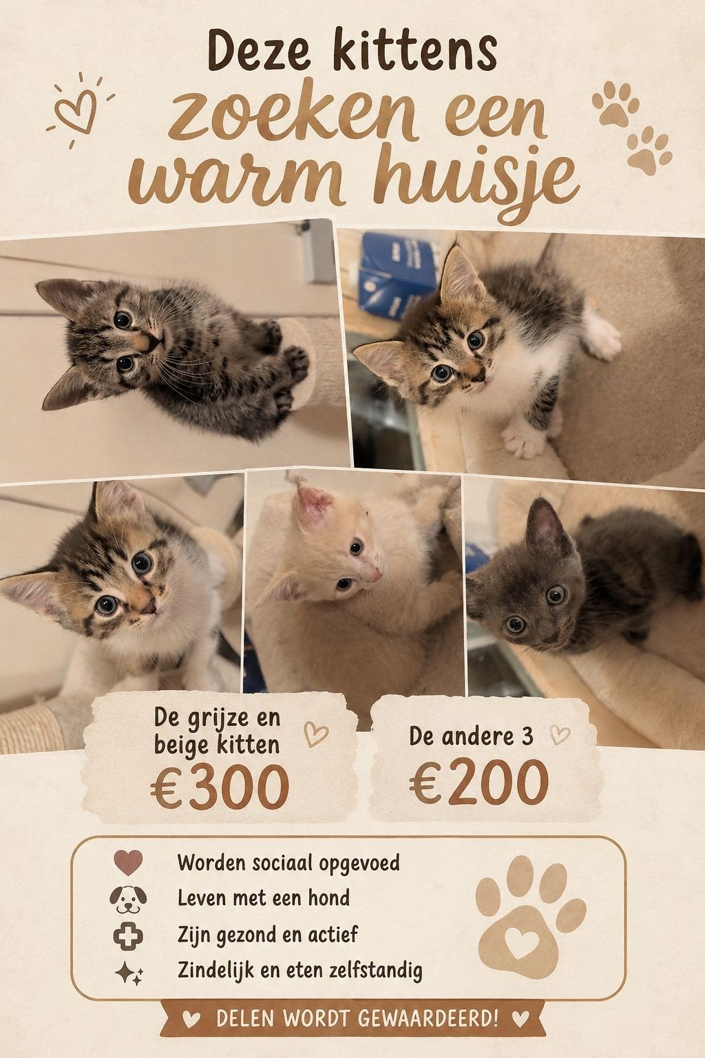 Lieve mooie kittens, Dieren en Toebehoren, Katten en Kittens | Raskatten | Korthaar, Meerdere dieren