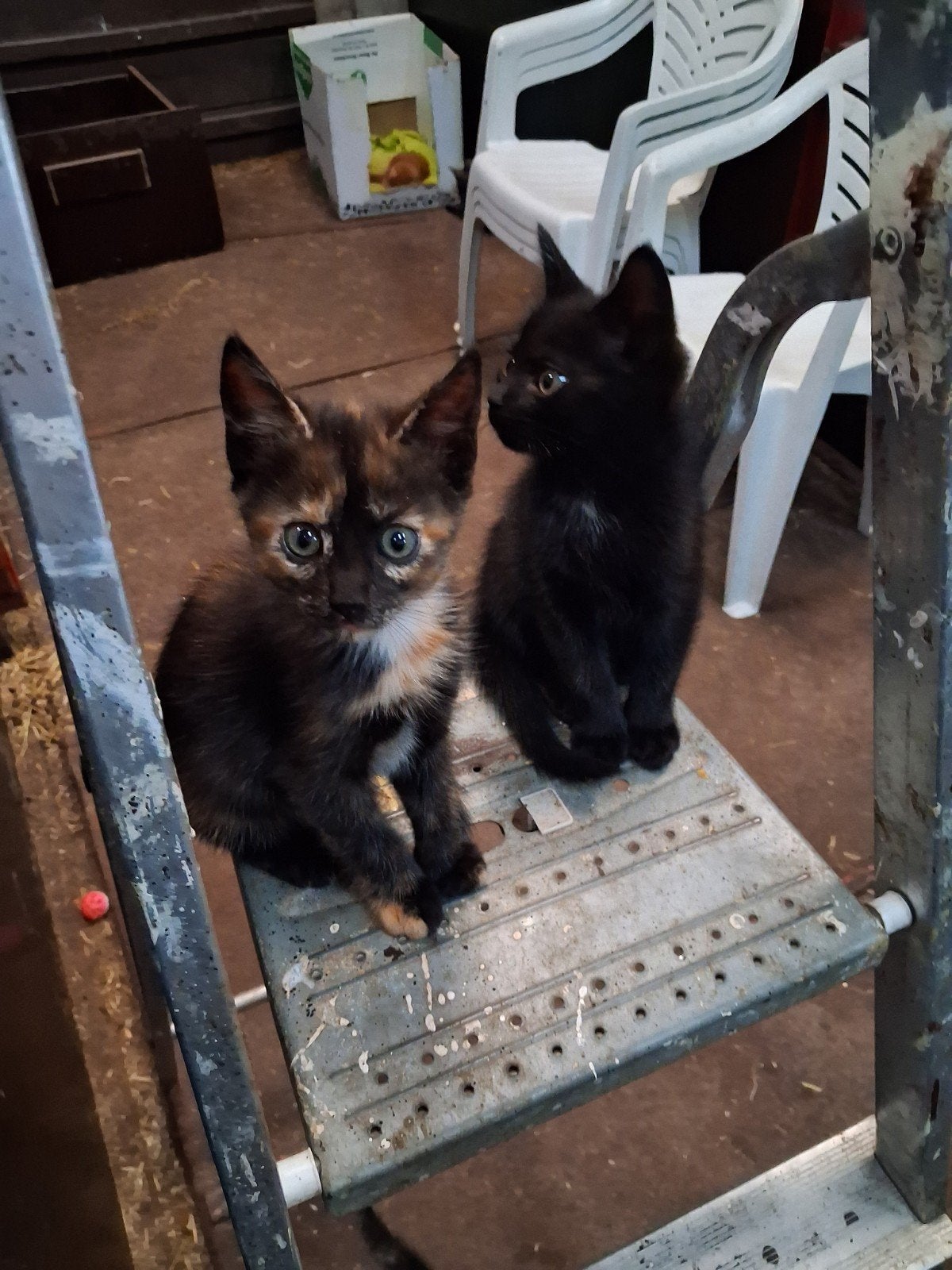Lieve kittens, Dieren en Toebehoren, Katten en Kittens | Overige Katten, Kortharig, Poes, 0 tot 2 jaar
