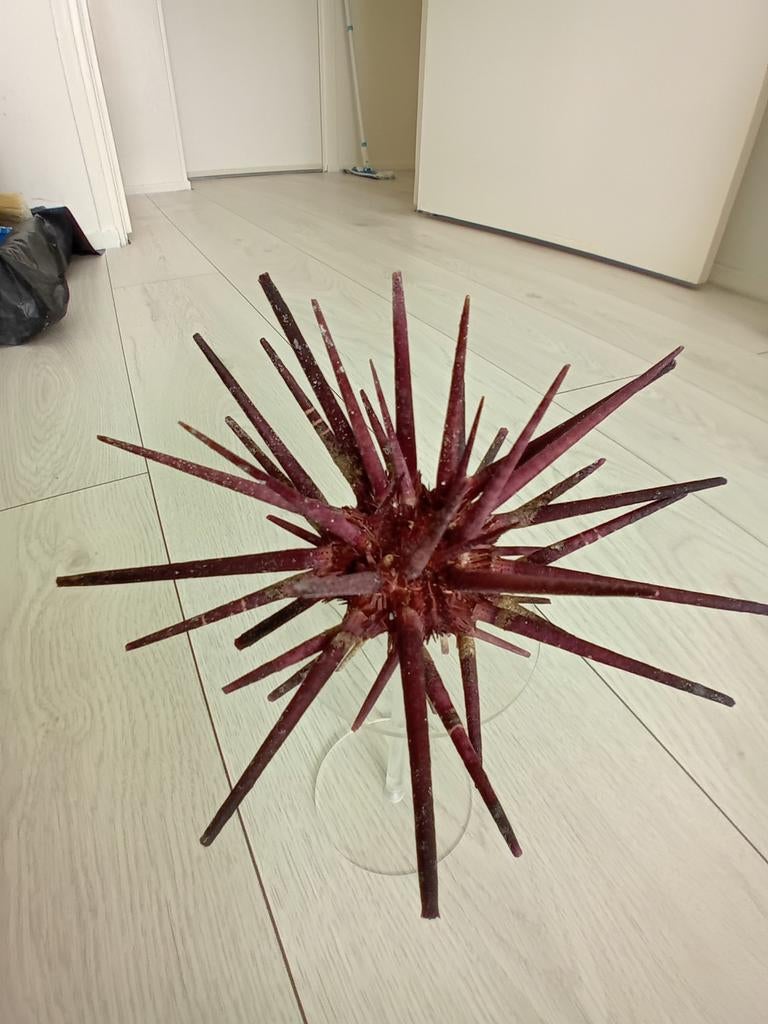 Paarse zee-egel compleet met stekels, Ophalen of Verzenden, Zo goed als nieuw, Opgezet dier