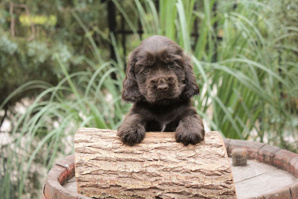 engelse cocker spaniel pups met stamboom, Dieren en Toebehoren, 8 tot 15 weken, Meerdere, Meerdere dieren, Spaniël