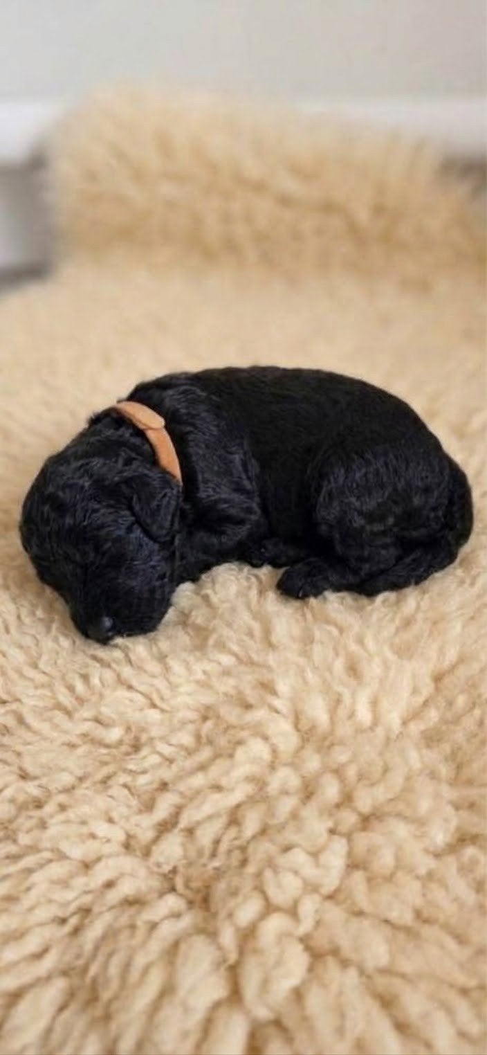 Multigen Labradoodle puppy's, 8 tot 15 weken, CDV (hondenziekte), Meerdere, Meerdere dieren
