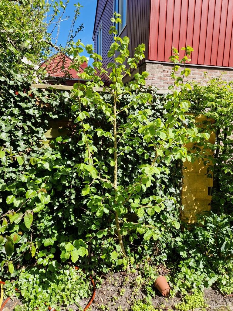 Hazelaar, Tuin en Terras, Ophalen