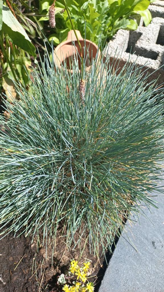 Gratis tuinplanten, Ophalen of Verzenden, Overige soorten, Halfschaduw