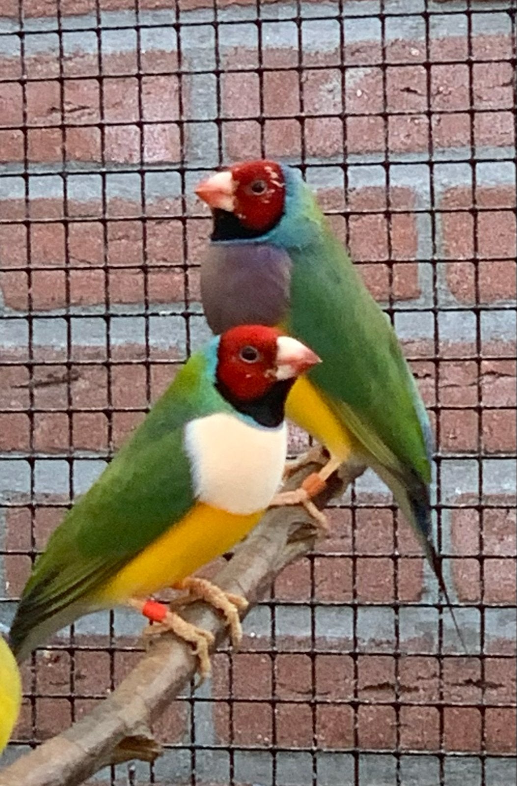 Gouldamadines uit buiten voliere, Meerdere dieren, Tropenvogel