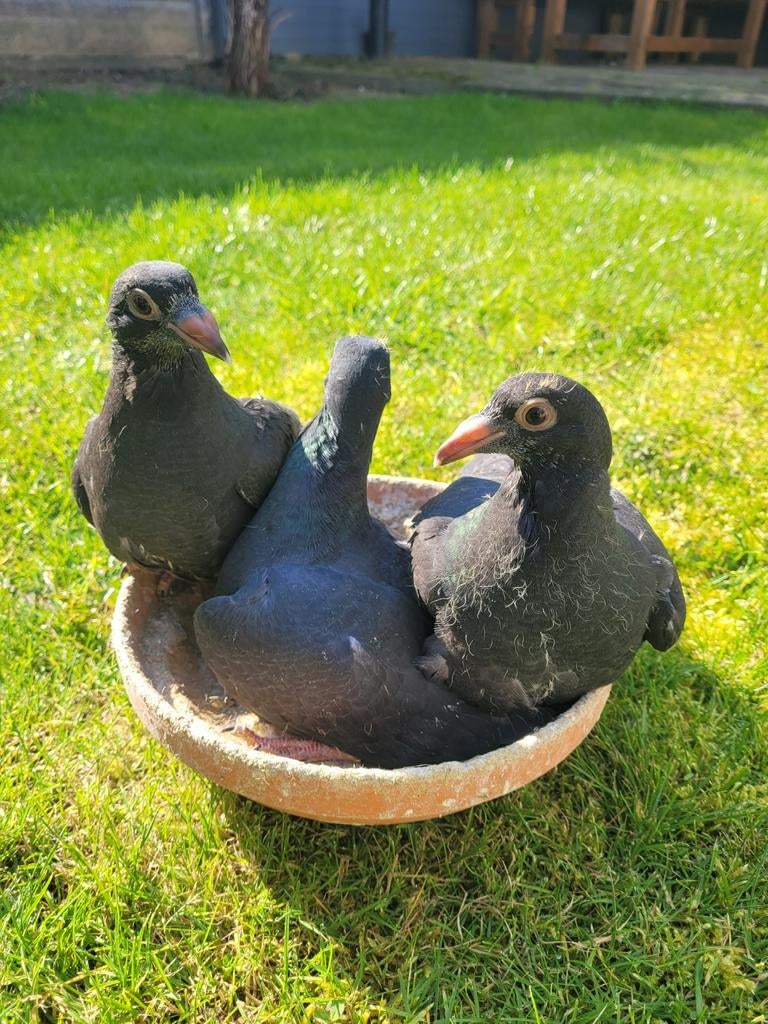 Jonge postduiven/scherens vangramberen, Geslacht onbekend, Postduif
