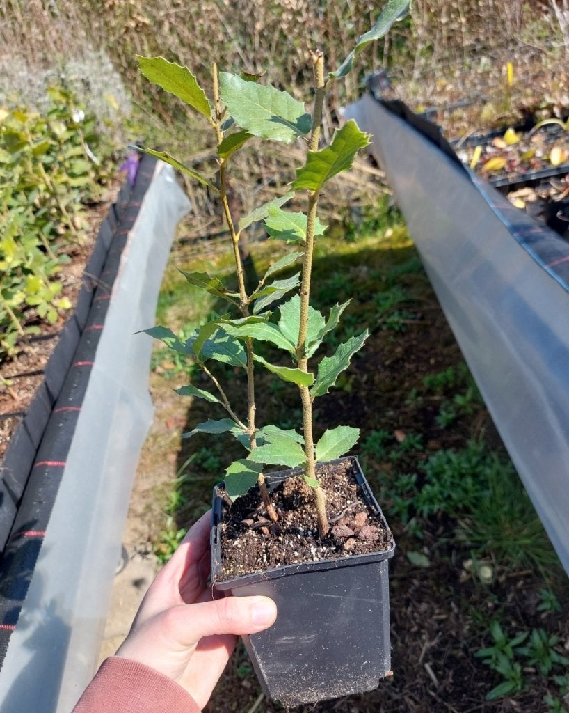 Quercus ilex, Tuin en Terras, Ophalen, Overige soorten, Struik, Minder dan 100 cm