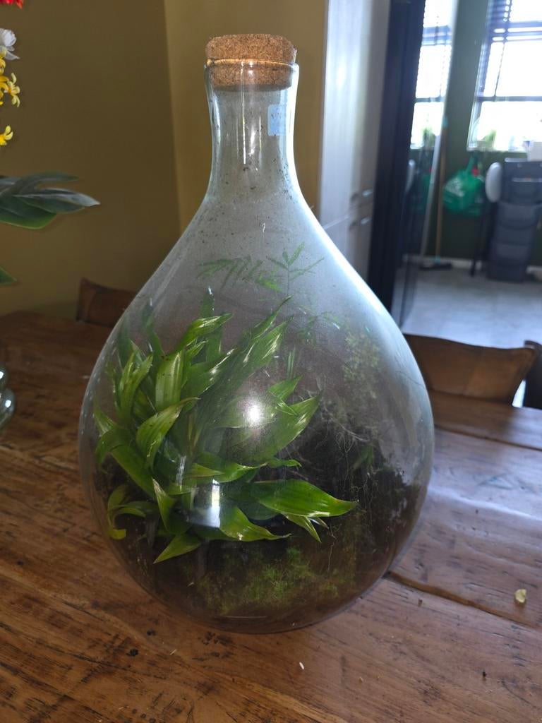 Uniek Terrarium met Groene Planten en Mos, Ophalen, Overige soorten, Halfschaduw, In pot