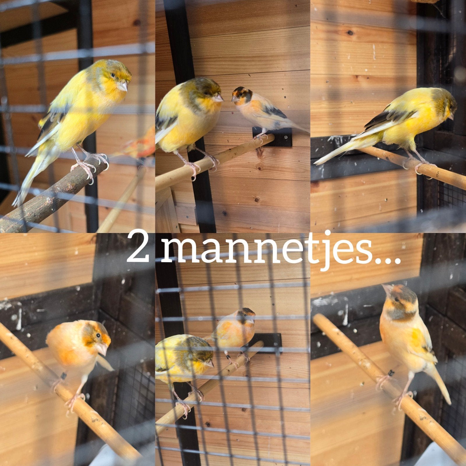 Kanaries 1 oranje pop is verkocht, Dieren en Toebehoren, Meerdere dieren, Kleurkanarie