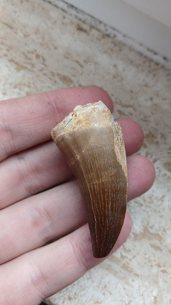 Mosasaurus tand uit Marokko dinosaurus fossiel, Ophalen of Verzenden, Fossiel