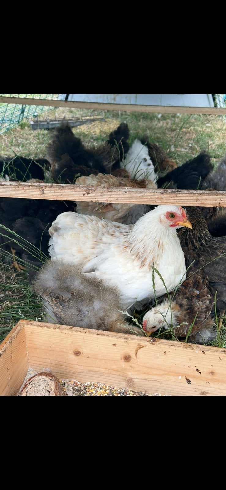 Cochin krielkip hen zilver tarwe, Dieren en Toebehoren, Pluimvee, Vrouwelijk, Kip