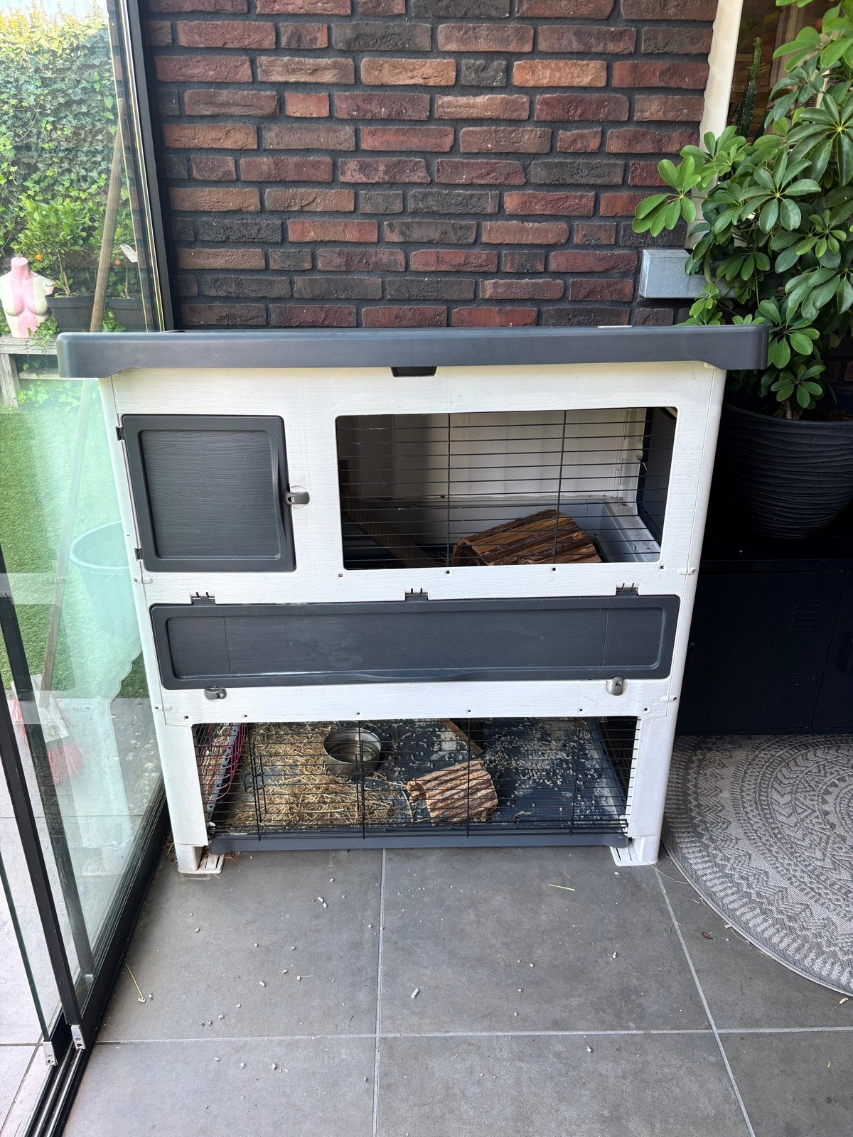 2 Cavia dames met fernplas binnen en buitenhok, Dieren en Toebehoren, Cavia, Vrouwelijk, Januari, Tam