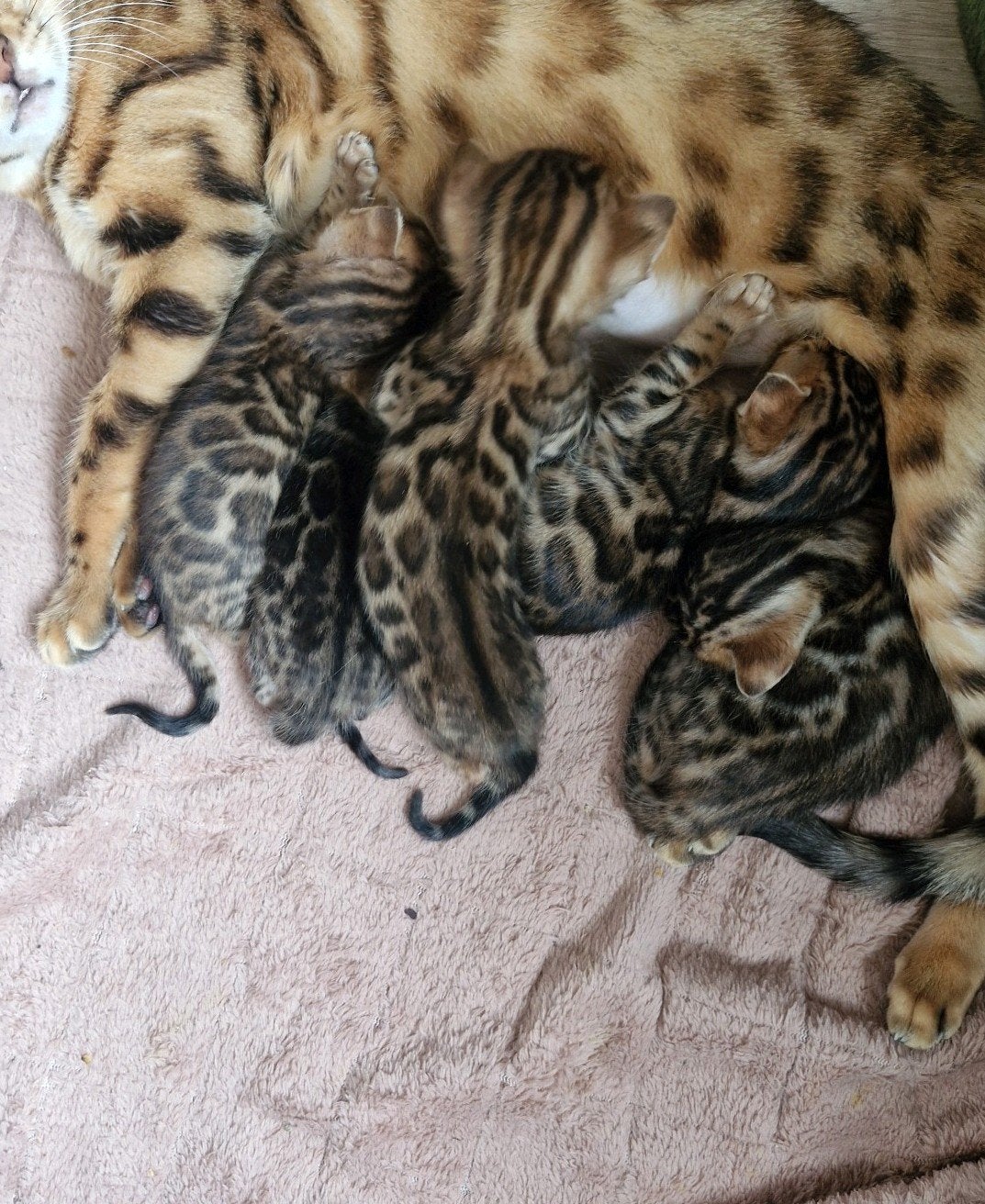Bengaal kittens met stamboom🌸🐆 (zie omschrijving), Meerdere dieren, Met stamboom, 0 tot 2 jaar