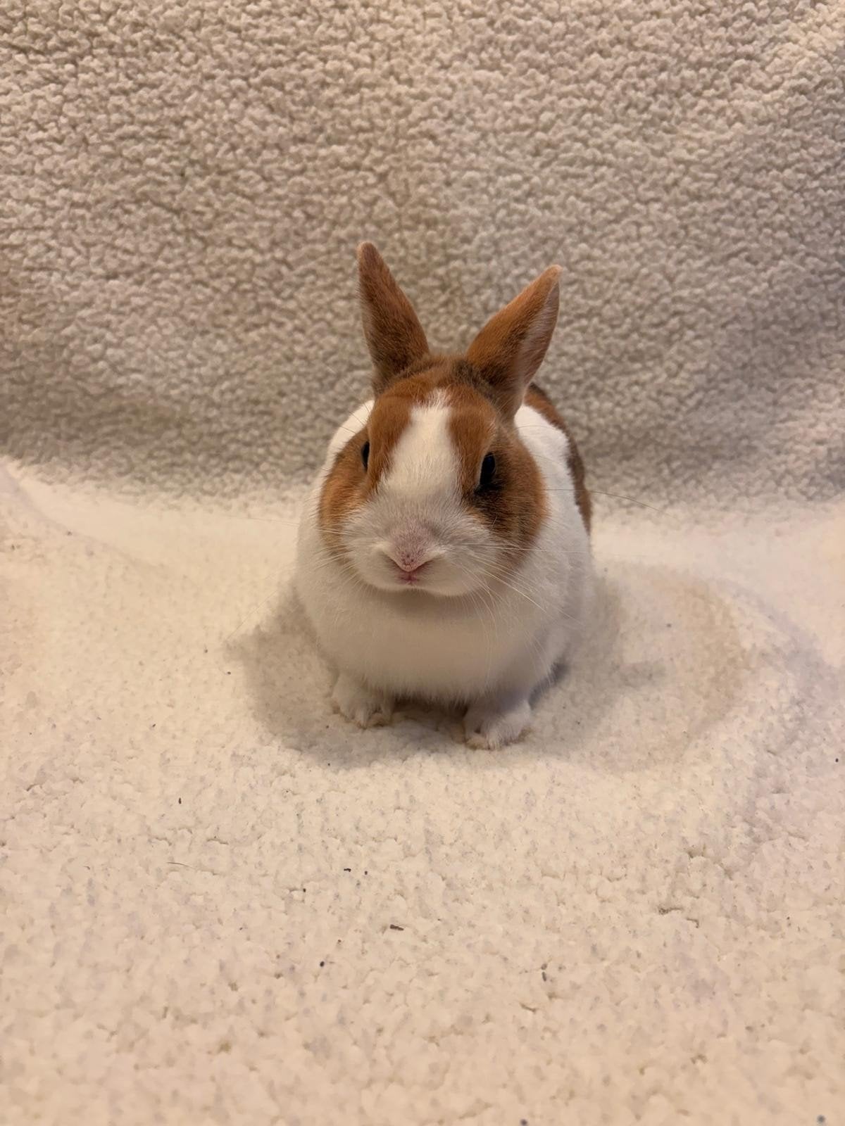 Lief Loffelohr mannetje 5 mnd., Dieren en Toebehoren, Mannelijk, Dwerg, 0 tot 2 jaar