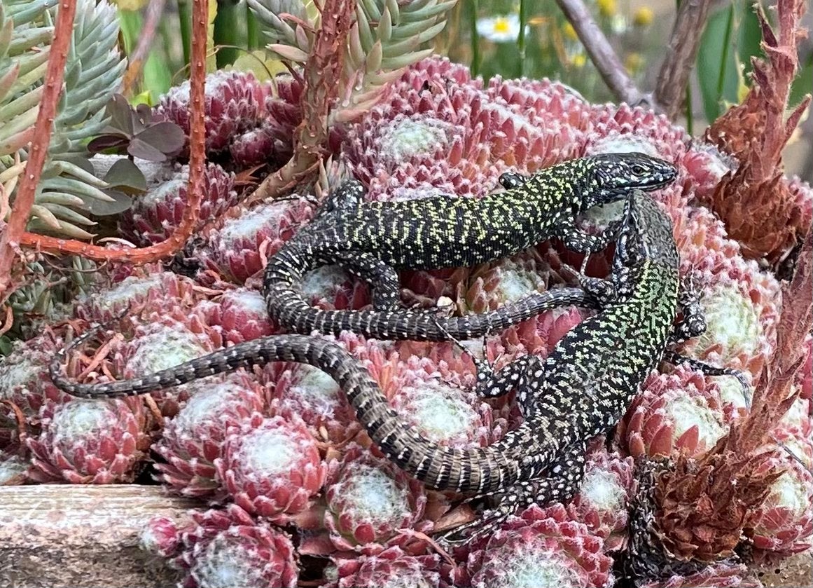 Podarcis muralis nigriventris - Italiaanse muurhagedis, Hagedis, 0 tot 2 jaar