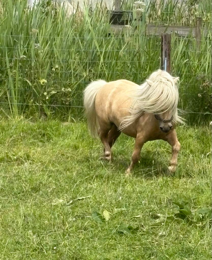 ( Gewijzigde adv)Staat ter dekking palomino mini hengst 75cm, Dieren en Toebehoren, Hengst, A pony (tot 1.17m), Gechipt, 3 tot 6 jaar