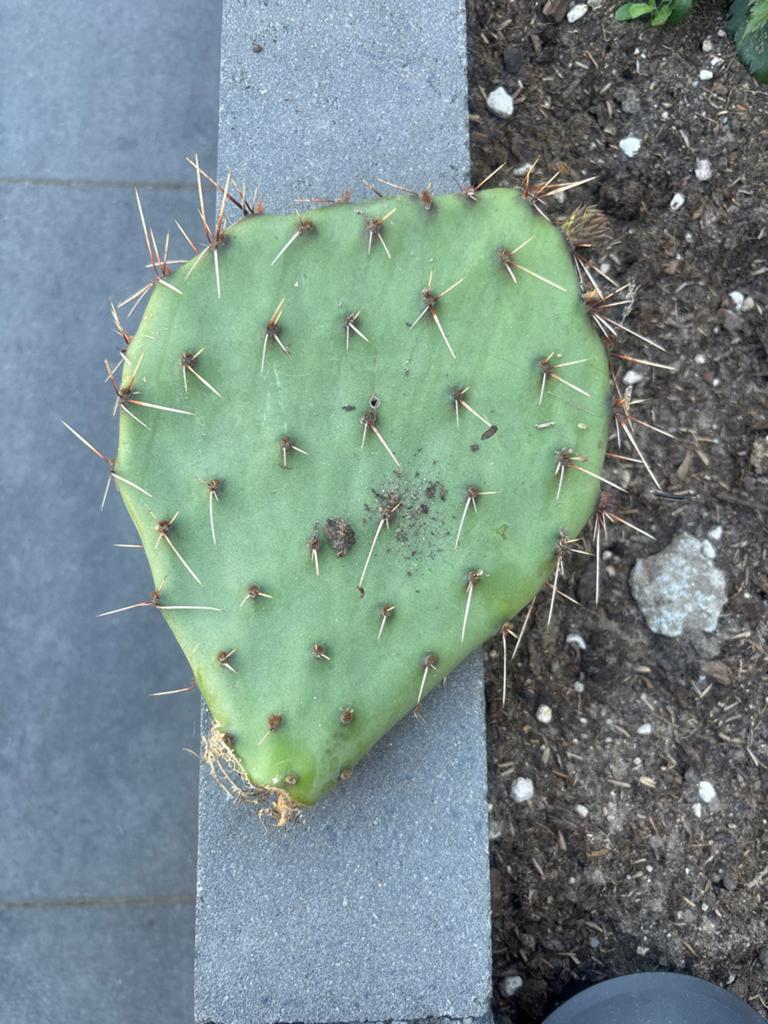 Opuntia cactus stek - Vijgcactus, Ophalen of Verzenden, Vaste plant, Overige soorten