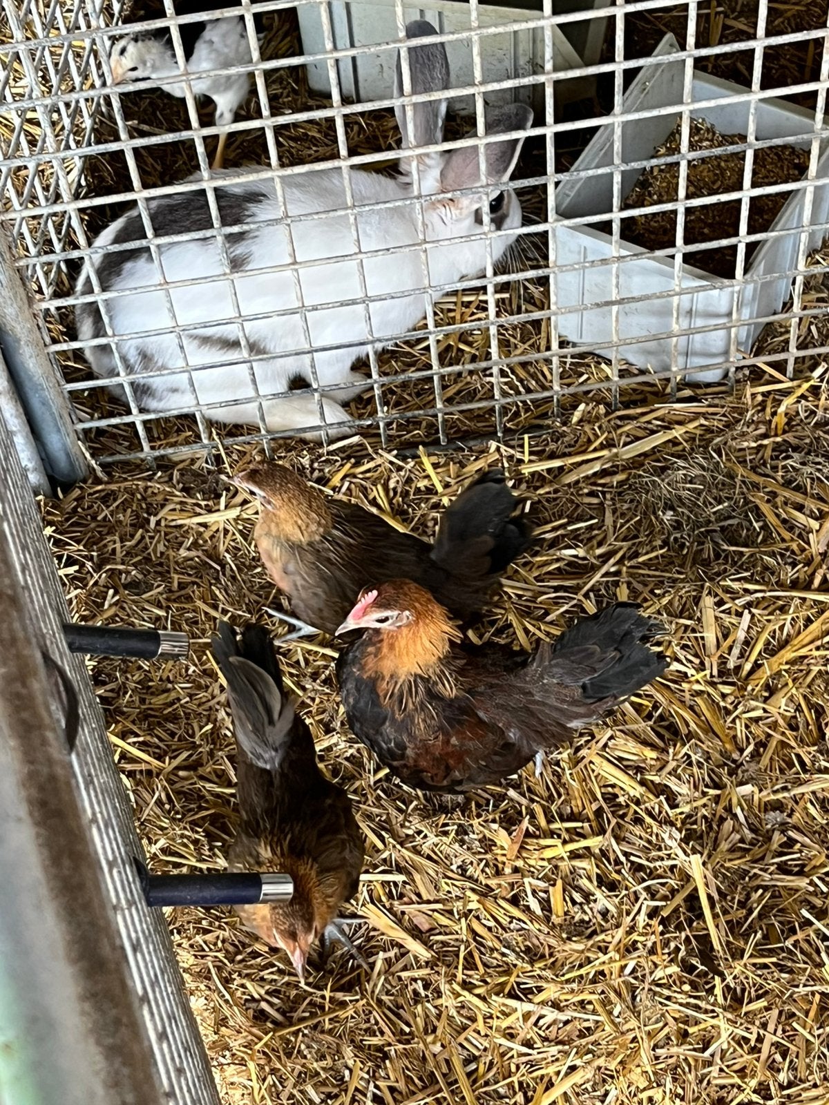 Diverse mooie jonge sierkippen, Dieren en Toebehoren, Pluimvee, Vrouwelijk, Kip