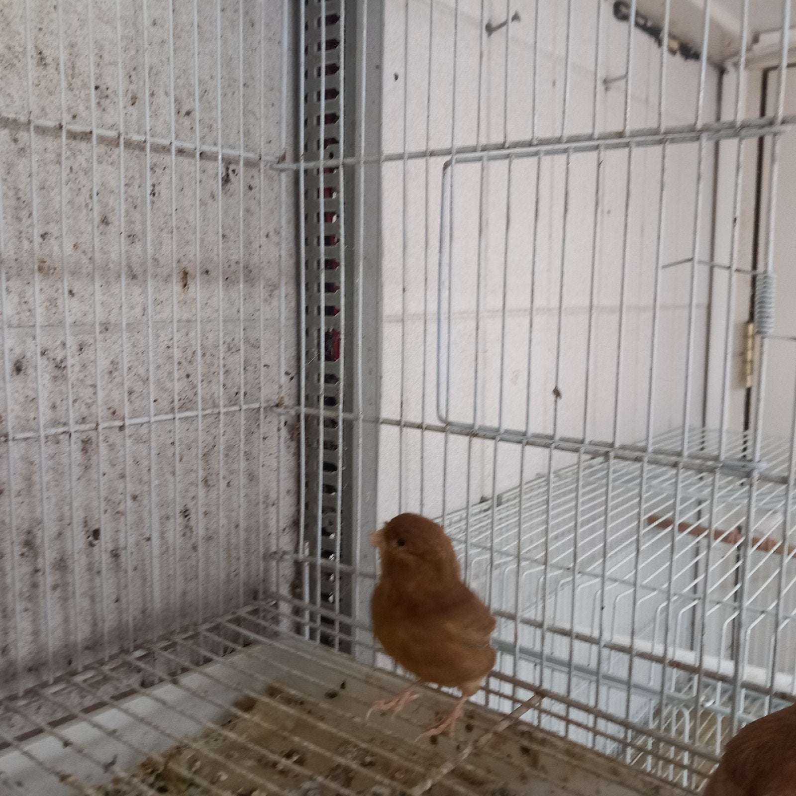 Pheo kanarie,s 2 poppen en 1 man  zijn van 2025  wil  €100, Dieren en Toebehoren, Vogels | Kanaries, Meerdere dieren, Kleurkanarie