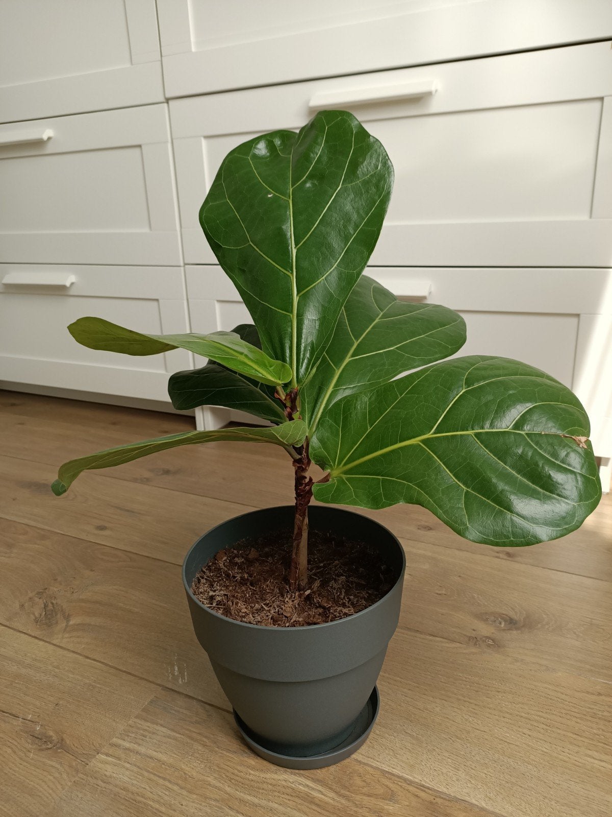 Ficus Lyrata - Vioolbladplant 55 cm hoog, Vaste plant, Bloeit niet, Halfschaduw, Ophalen