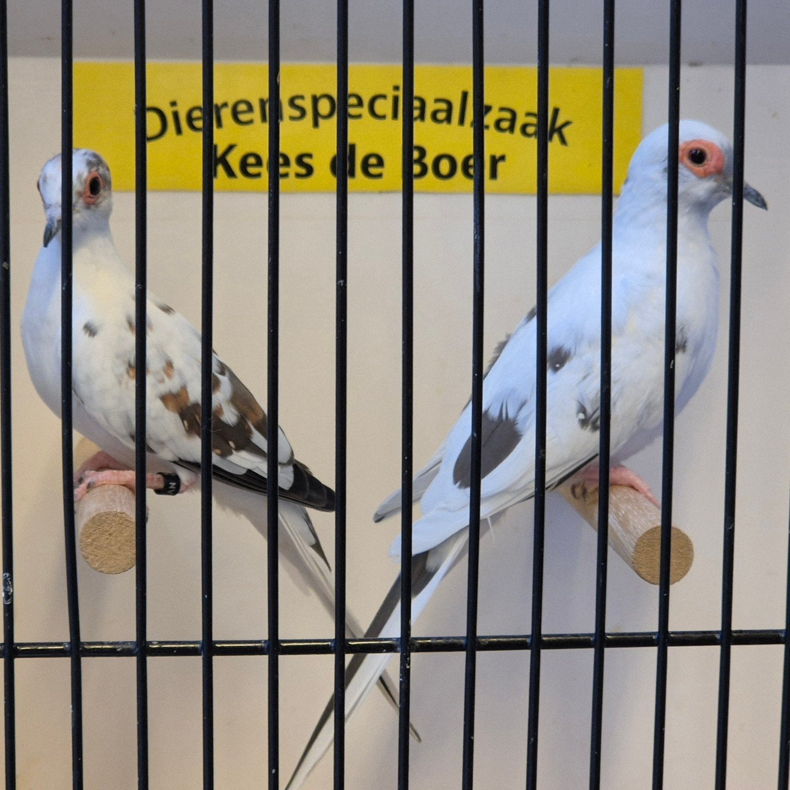 koppel bonte diamantduifjes, Meerdere dieren