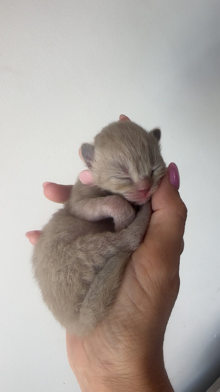 Ragdoll kittens, Dieren en Toebehoren