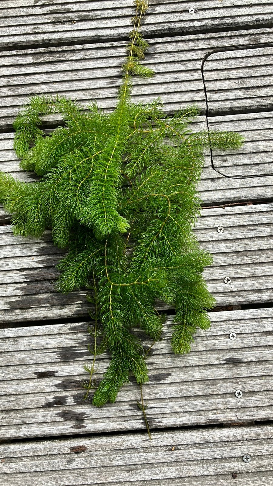 Zuurstofplant hoornblad, Ophalen of Verzenden, Zo goed als nieuw
