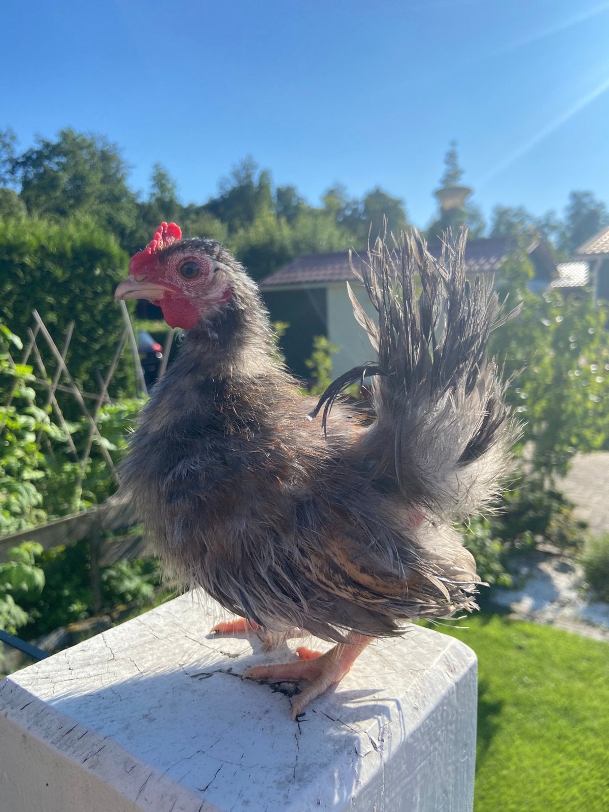 Zijdeveer ayam serama haan blauw, Dieren en Toebehoren, Pluimvee, Mannelijk, Kip