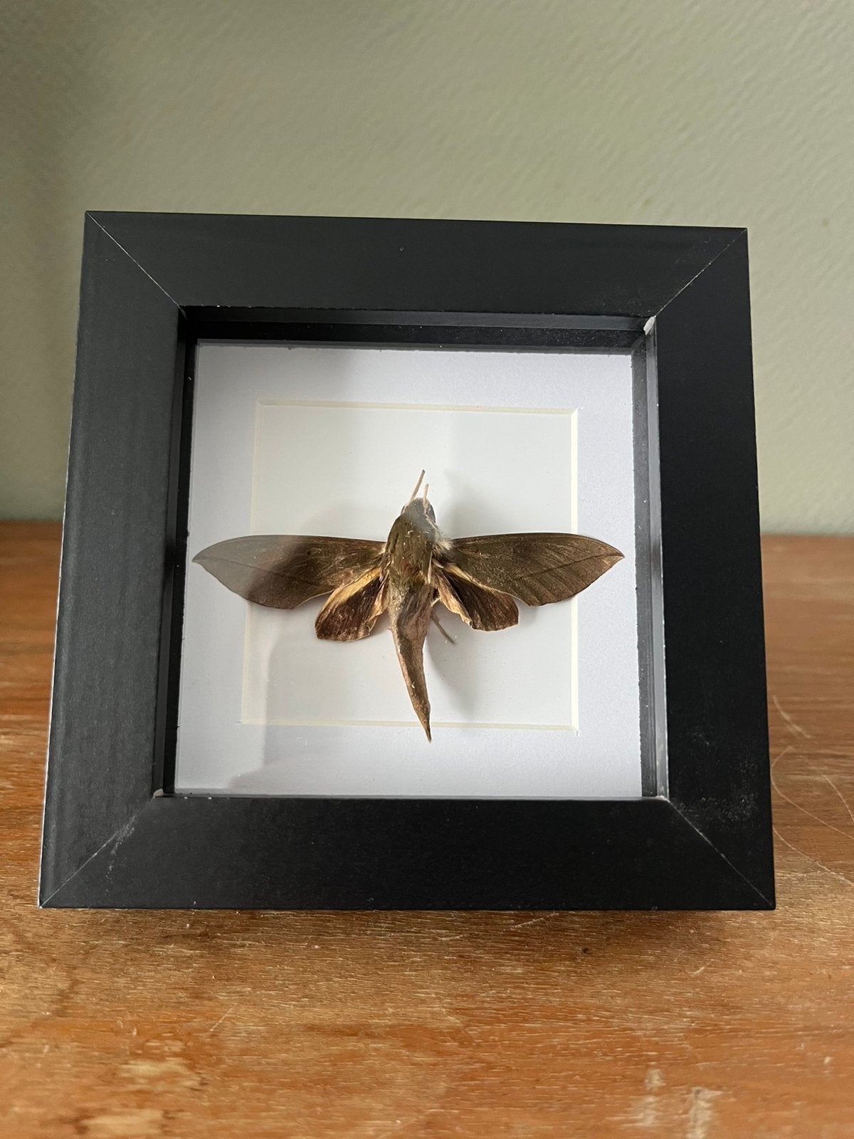 Pijlstaartmot, Ophalen of Verzenden, Zo goed als nieuw, Insect, Opgezet dier
