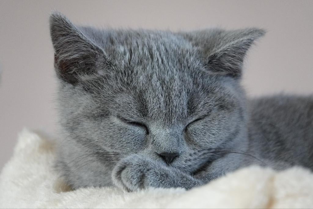 Lief Brits Korthaar kitten (lila) 17w zoekt snel warm thuis, Dieren en Toebehoren, Katten en Kittens | Overige Katten, Poes, 0 tot 2 jaar