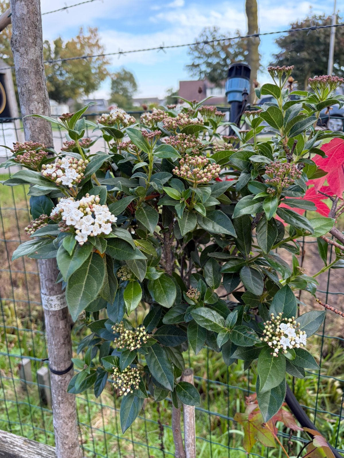 Viburnum tinus SALE op stam €34,99