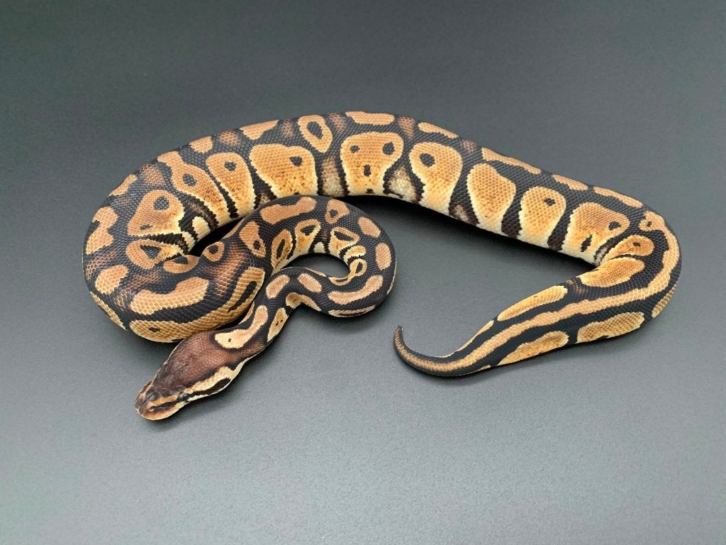 0.1 pastel 66% DH genetic stripe/clown python regius Ball Python photo 3