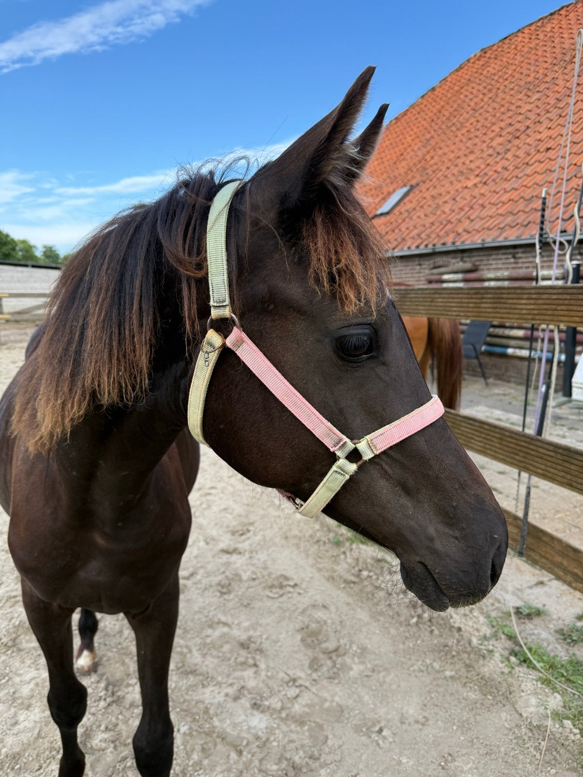 Prachtige jaarling dressuur merrie! I Filou x Kind of Fin, Merrie, Dressuurpaard, 0 tot 2 jaar
