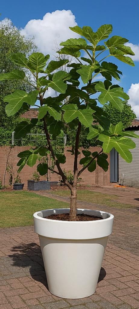 Grote bloempotten (2 stuks), Tuin en Terras, Bloempotten, Ophalen, Kunststof, 40 cm of meer, Rond