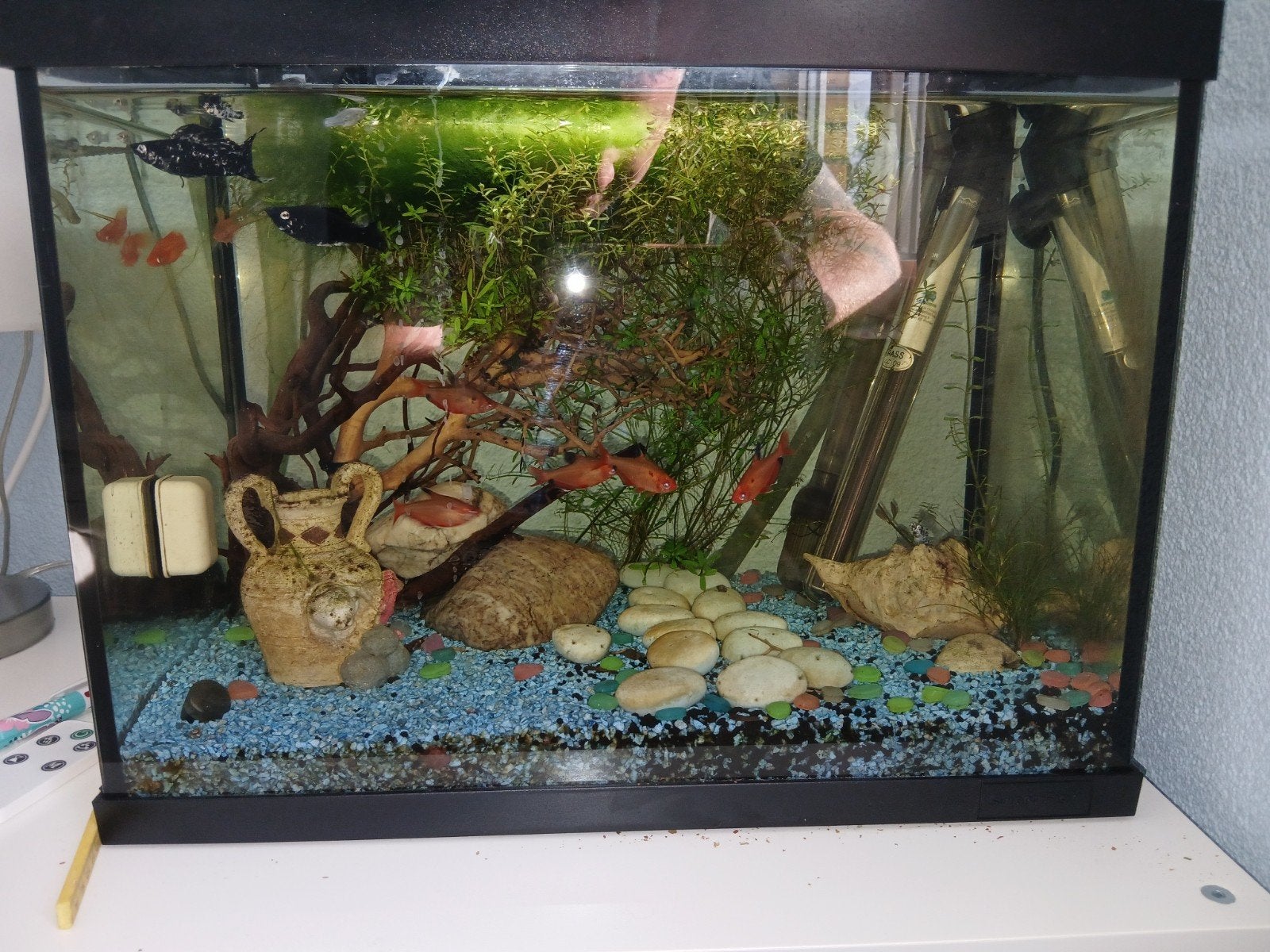 aquarium met vissen, Dieren en Toebehoren