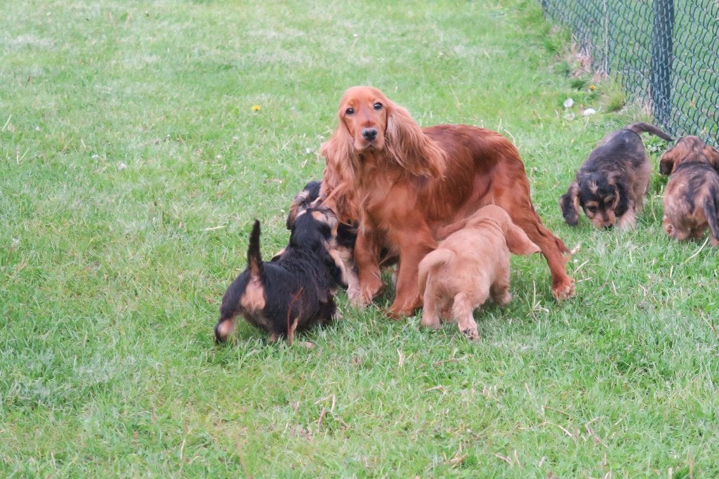 Leuke Cockapoo pups (  Engelse Cocker Spaniel x Poedel ), Dieren en Toebehoren, Parvo, Nederland, 8 tot 15 weken, Meerdere