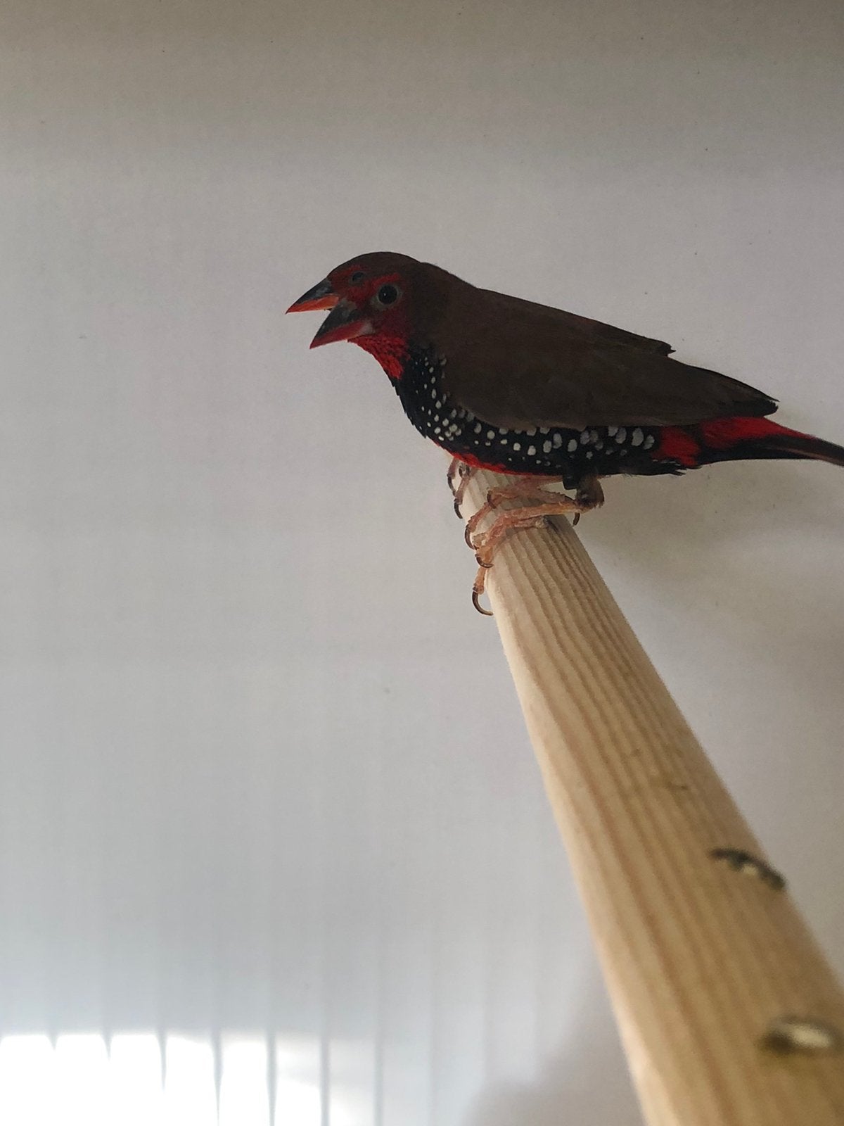 Emblema picta,s, Meerdere dieren