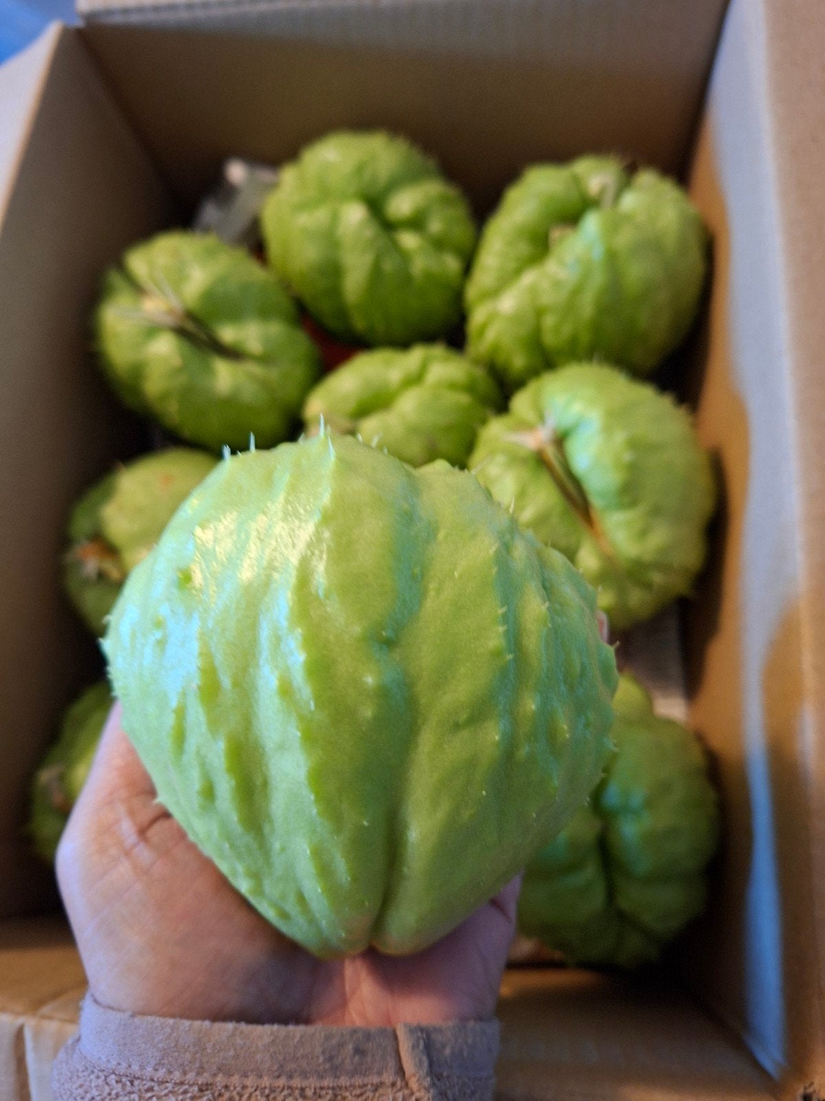 Verse Chayote (Choko)Biologisch, Ophalen of Verzenden