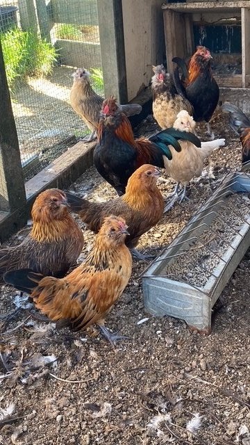 Watermaalse baardkrielen te koop + kruising met antwerpse, Dieren en Toebehoren, Pluimvee, Vrouwelijk, Kip